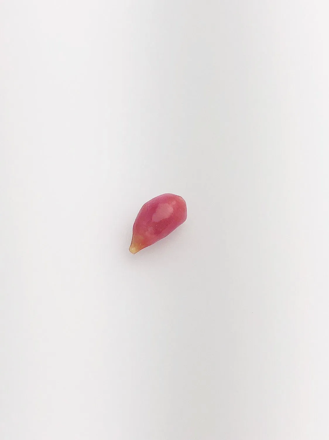 Conch Pearl Loose 10mm x 4.8mm No. 15