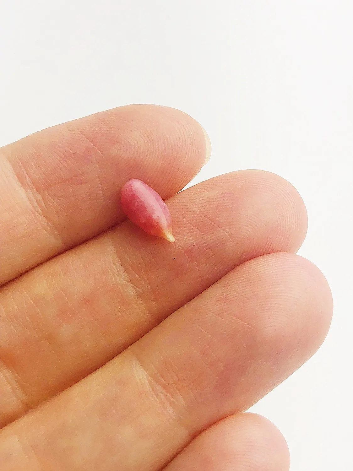 Conch Pearl Loose 10mm x 4.8mm No. 15
