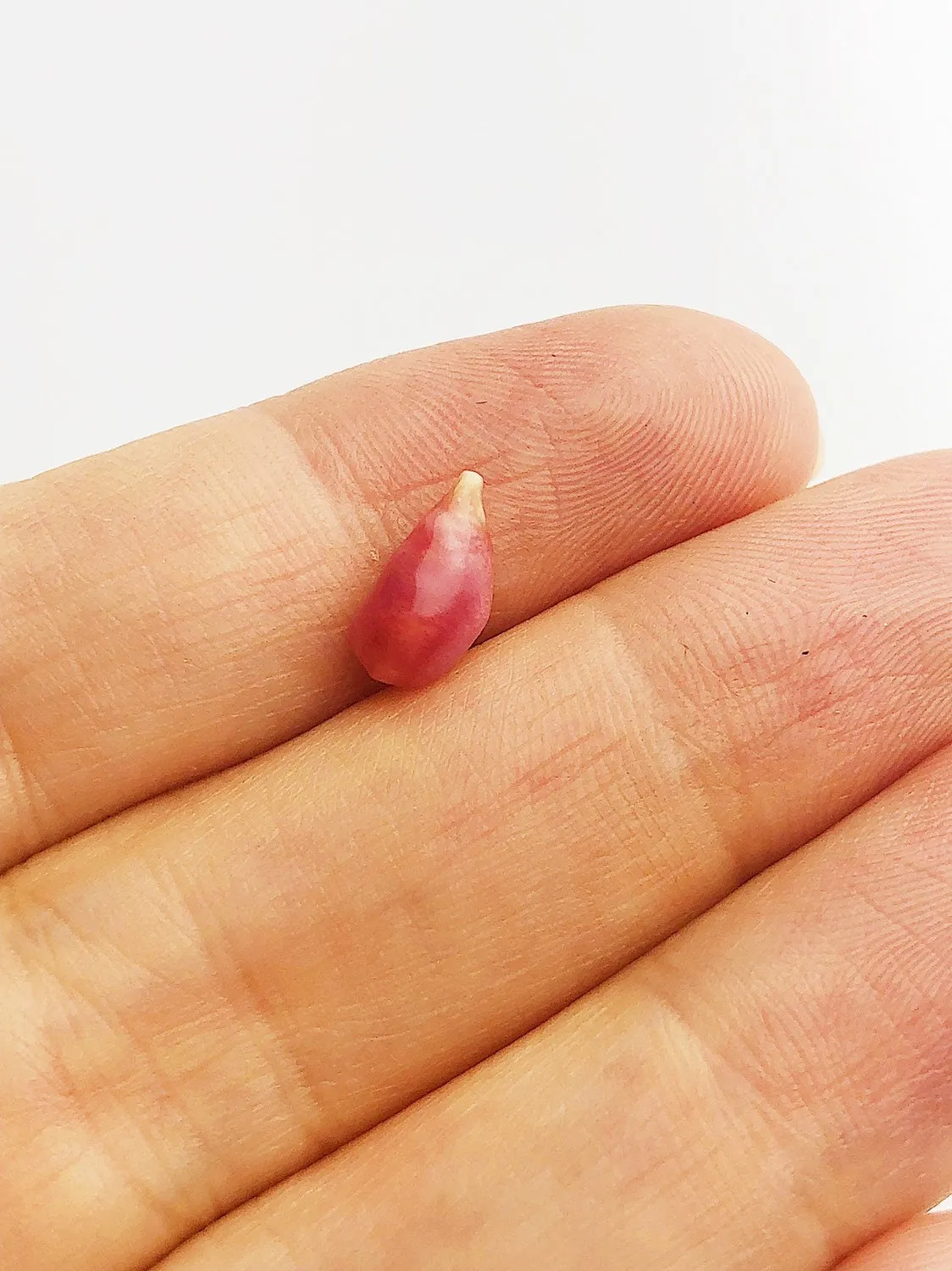 Conch Pearl Loose 10mm x 4.8mm No. 15