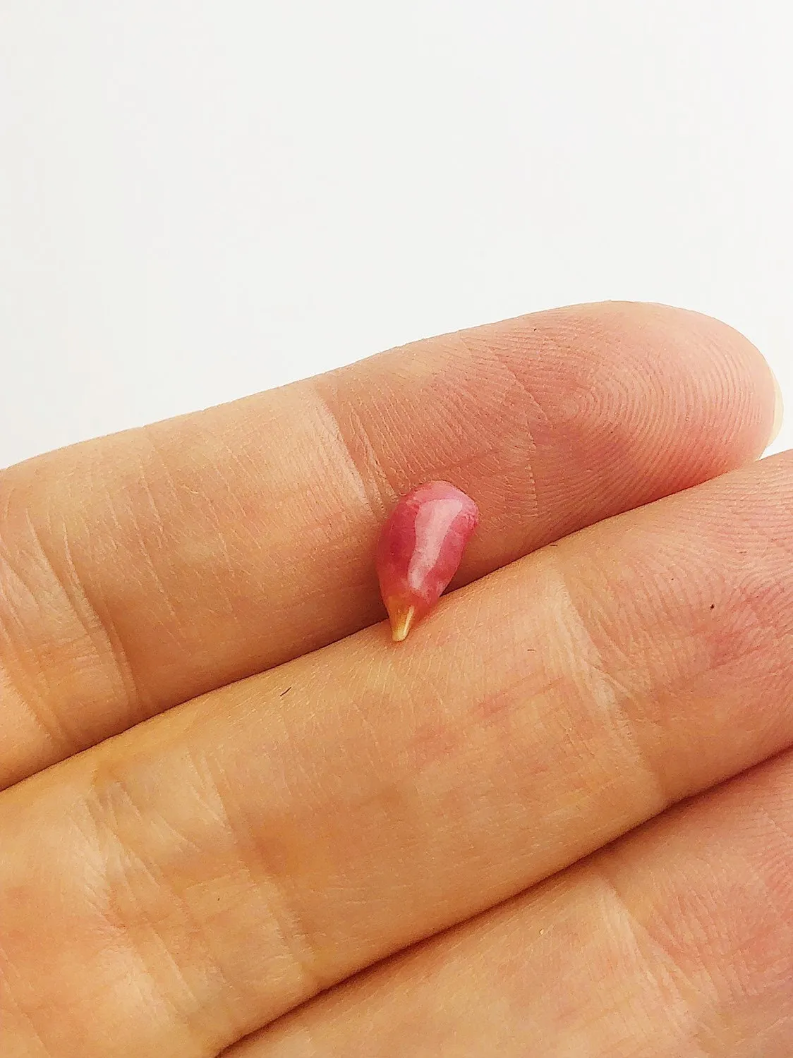 Conch Pearl Loose 10mm x 4.8mm No. 15