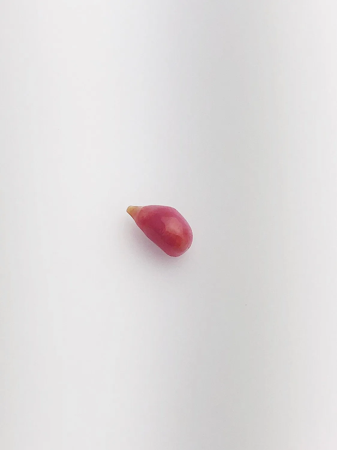Conch Pearl Loose 10mm x 4.8mm No. 15