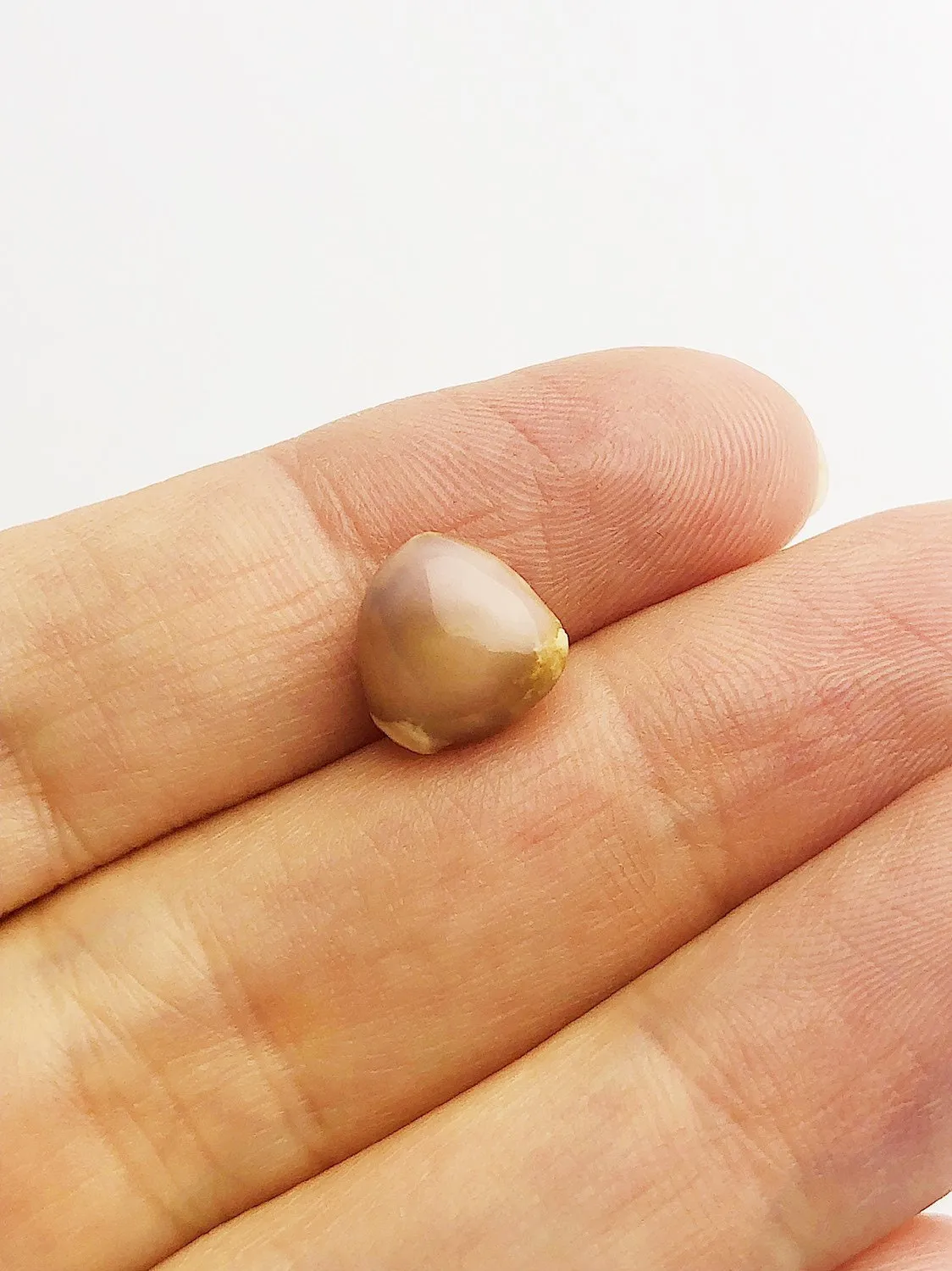 Conch Pearl Loose 9.79mm x 6.57mm No. 19