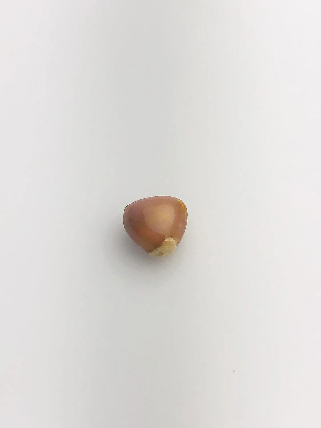 Conch Pearl Loose 9.79mm x 6.57mm No. 19