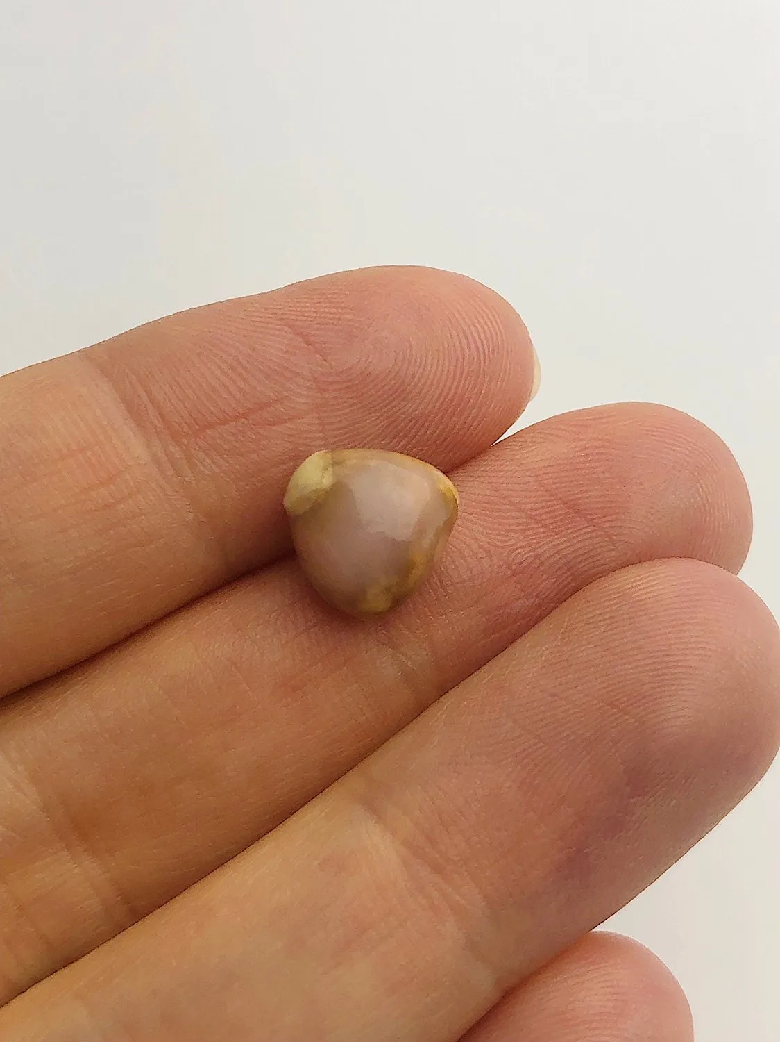 Conch Pearl Loose 9.79mm x 6.57mm No. 19
